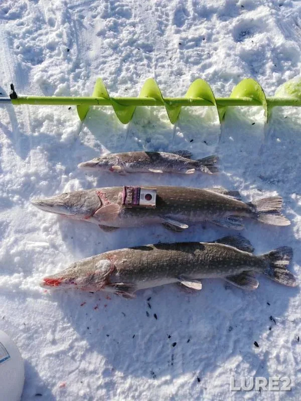 Pike — Glubochenskiy, Nov 14, 2019