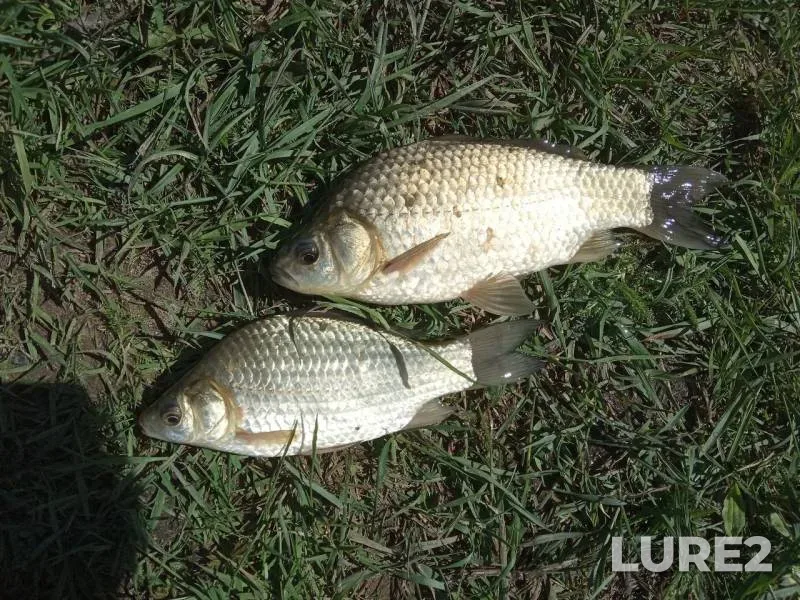 Crucian carp — Myshanka, May 31, 2019