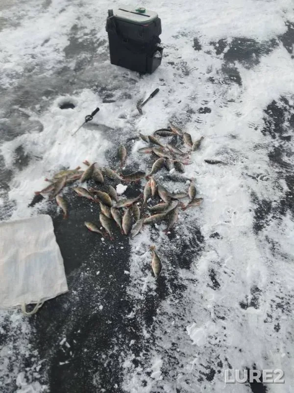 Perch — Yuzhnouralskoye, Nov 16, 2019