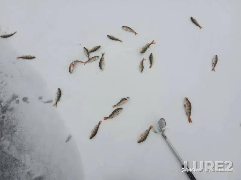 Perch — Sineglazovo, Nov 17, 2019