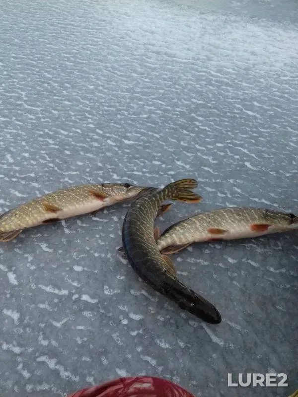 Pike — Miasskiy gorodskoy, Nov 17, 2019