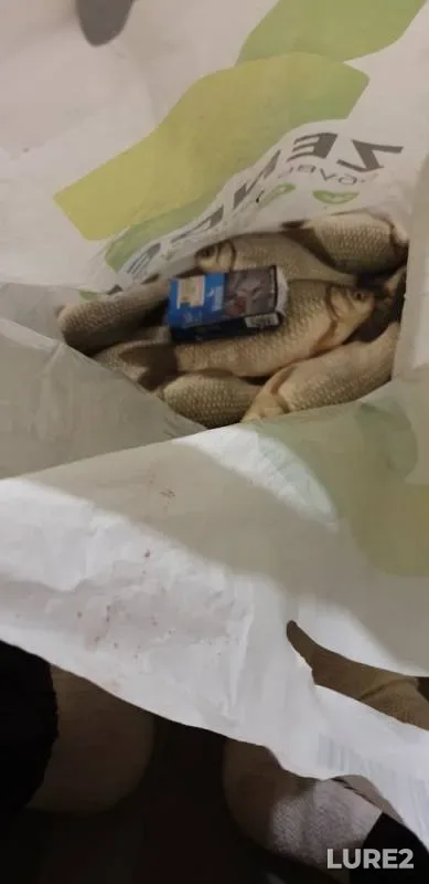 Crucian carp — Bolshoye Teterye, Nov 17, 2019