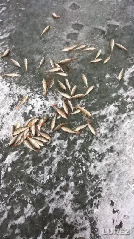 Perch — Sineglazovo, Nov 17, 2019