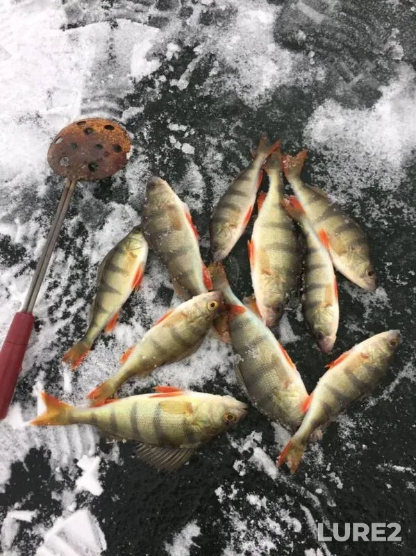Perch — Bolshoy Kremenkul, Nov 17, 2019