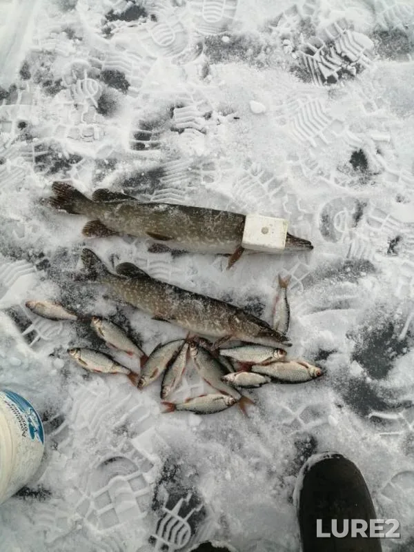 Pike, Roach — Chelyabinskaya oblast, Uyskiy rayon, Nov 18, 2019