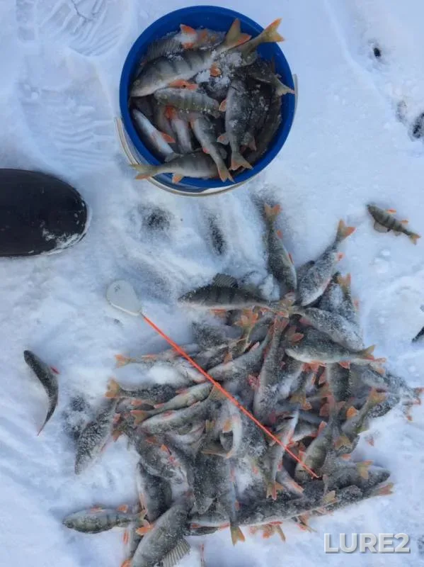 Perch — Sagishty, Nov 18, 2019