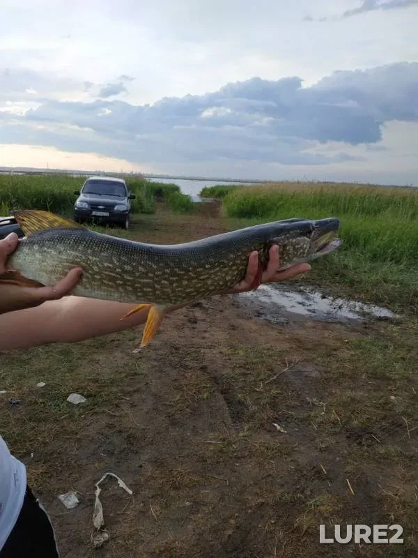 Pike — Smolino, Nov 21, 2019