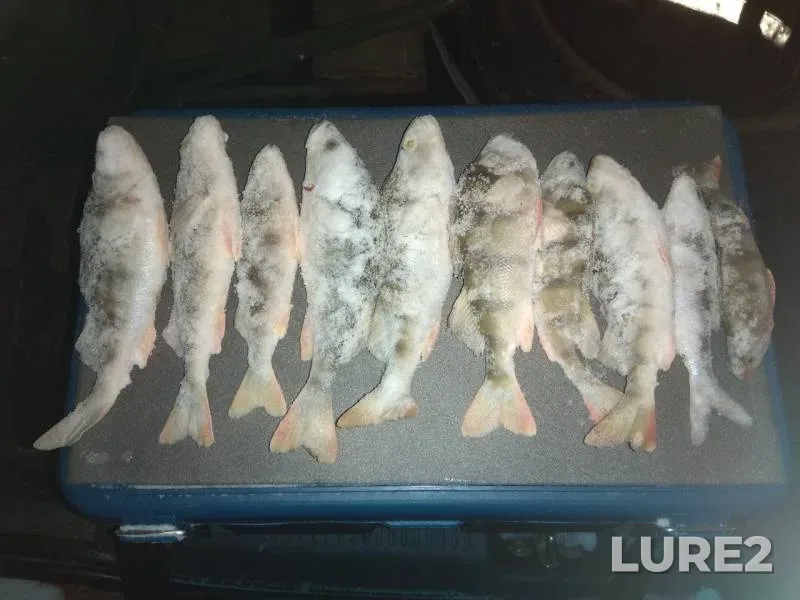 Perch — Zlatoustovskiy, Nov 22, 2019