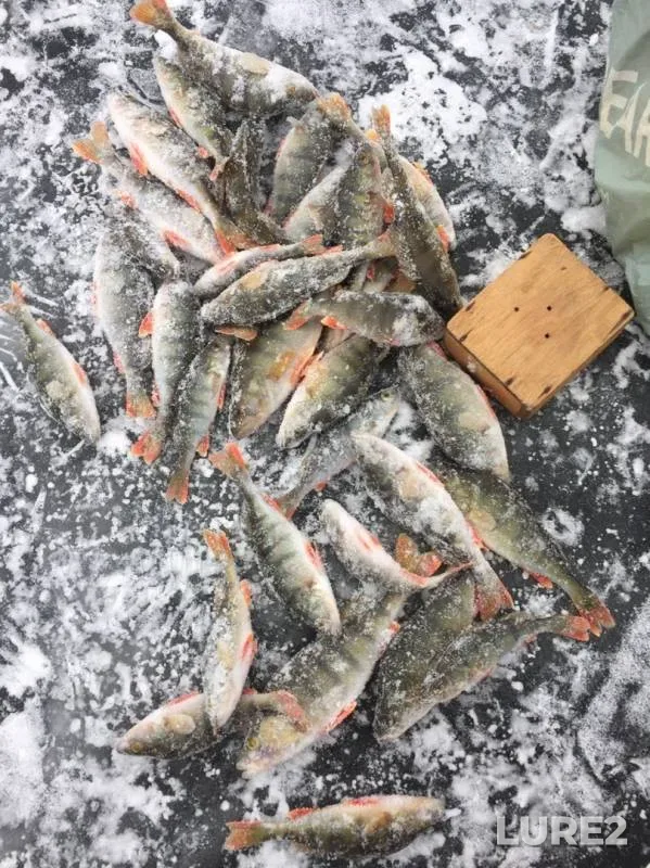 Perch — Miass, Nov 23, 2019