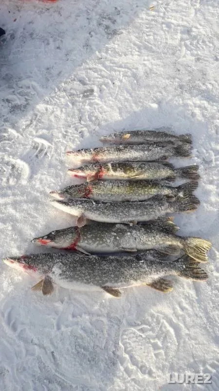 Pike — Ulagach, Nov 23, 2019