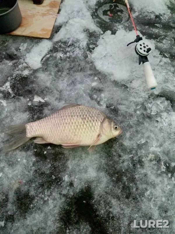 Crucian carp — Bolshoye Teterye, Nov 23, 2019