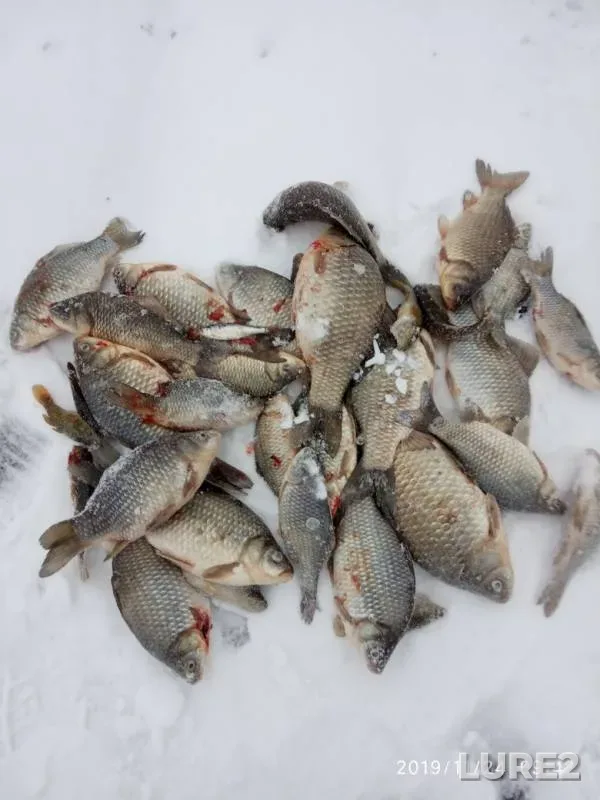 Crucian carp — Kurganskaya oblast, Nov 24, 2019