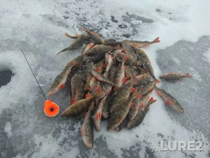 Perch — Argazinskoye, Nov 24, 2019