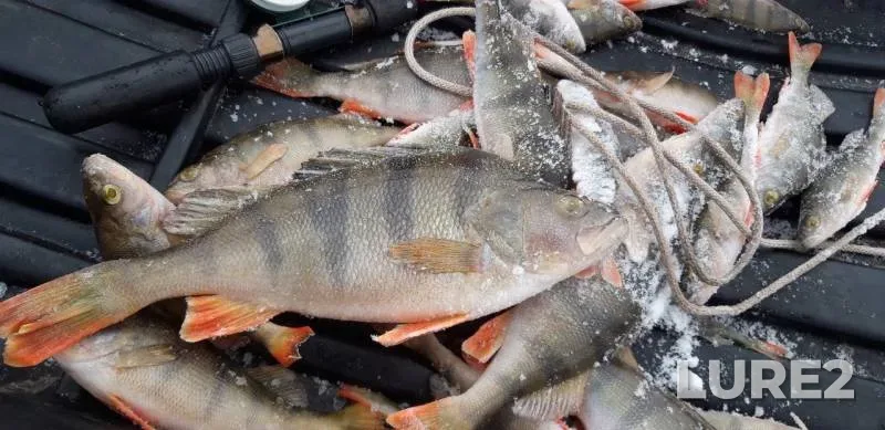 Perch — Uvelka, Nov 24, 2019