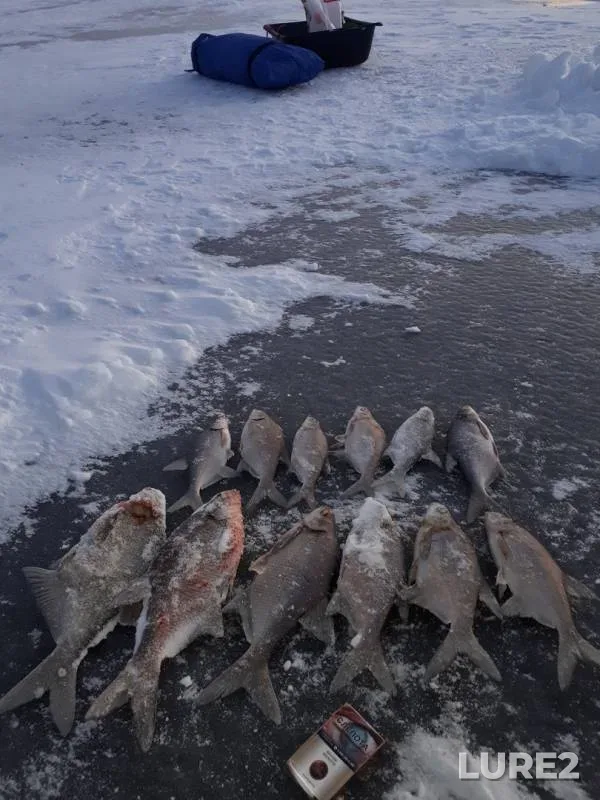 Bream — Bolshoy Yelanchik, Nov 24, 2019