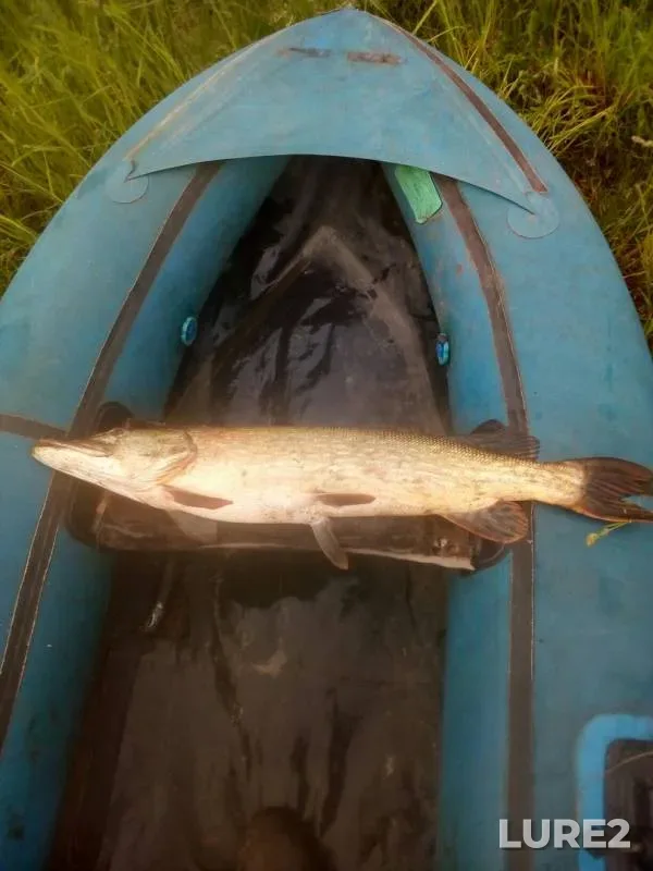 Pike — Vedma, May 26, 2019