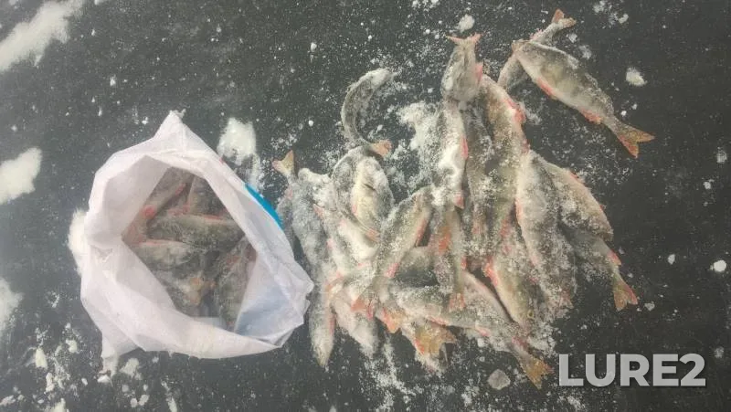 Perch — Sagishty, Nov 24, 2019