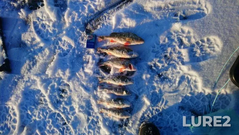 Perch — Smolino, Nov 26, 2019