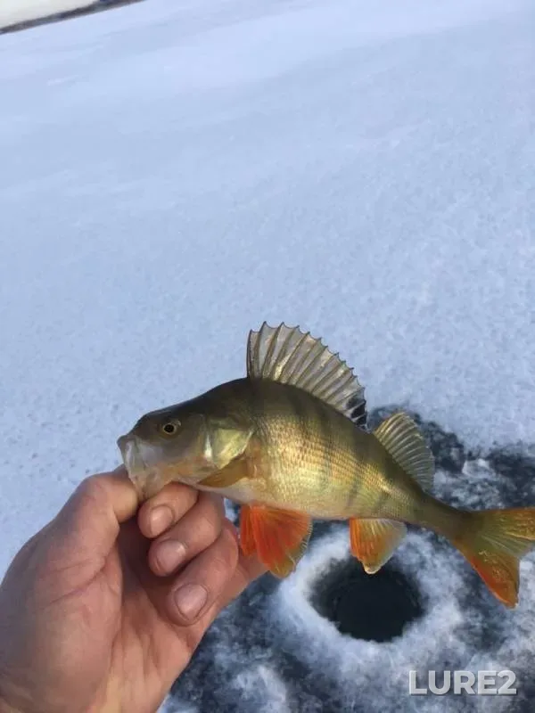 Perch — Miass, Nov 28, 2019