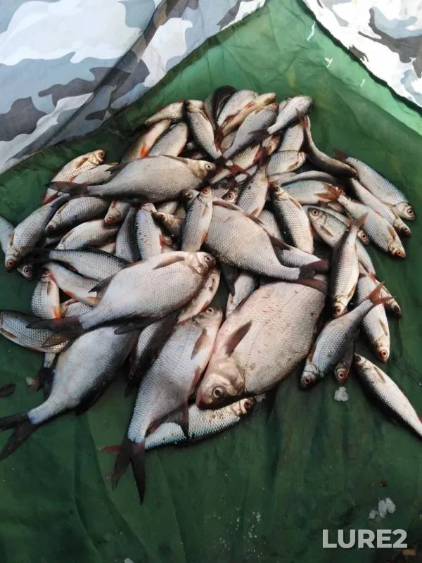 Bream, Roach — Bolshoy Yelanchik, Nov 30, 2019