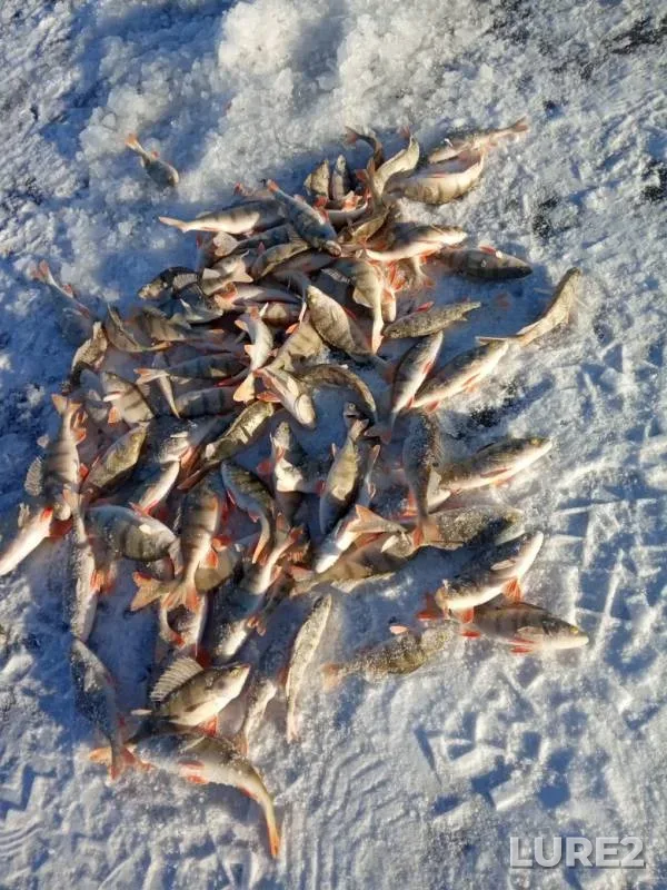 Perch — Myrkay, Nov 30, 2019