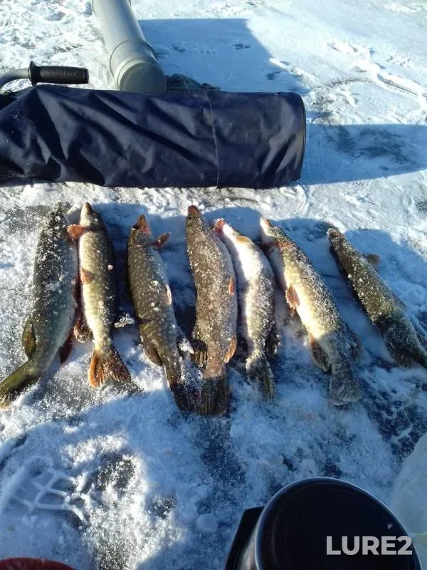 Pike — Chebarkul, Nov 29, 2019