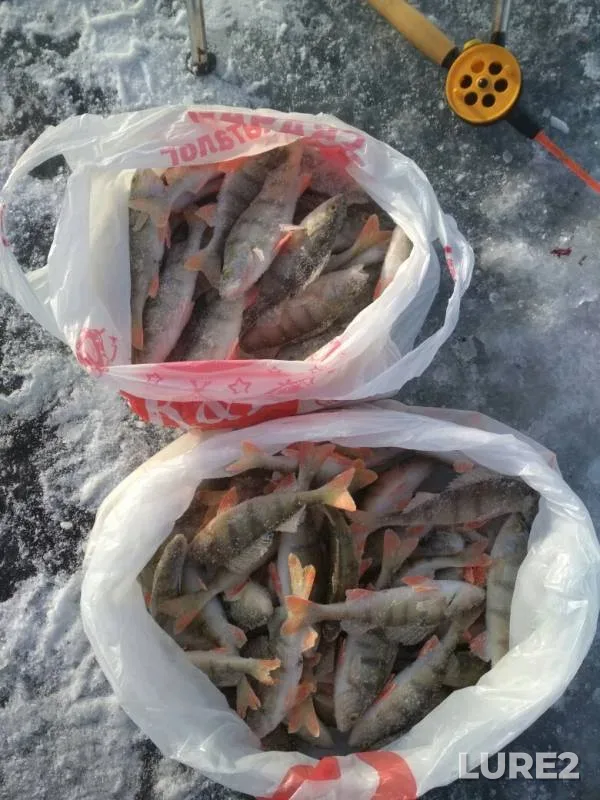 Perch — Myrkay, Nov 28, 2019