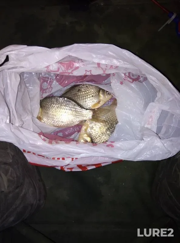 Crucian carp — Uyelgi, Nov 27, 2019