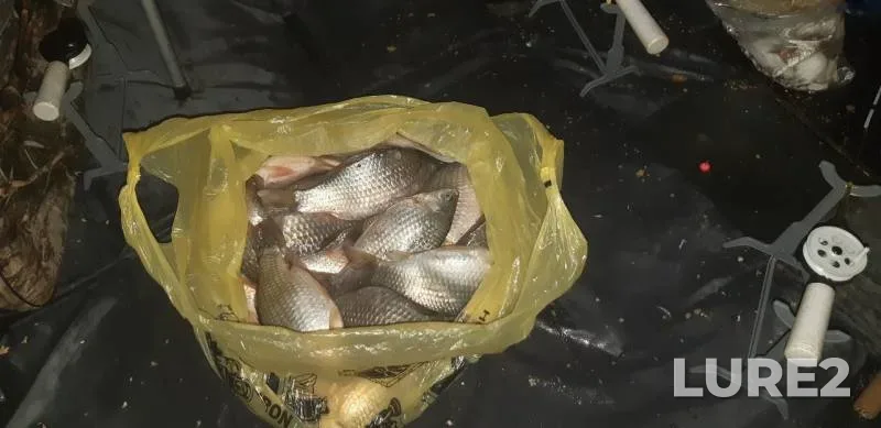Crucian carp — Uyelgi, Nov 27, 2019
