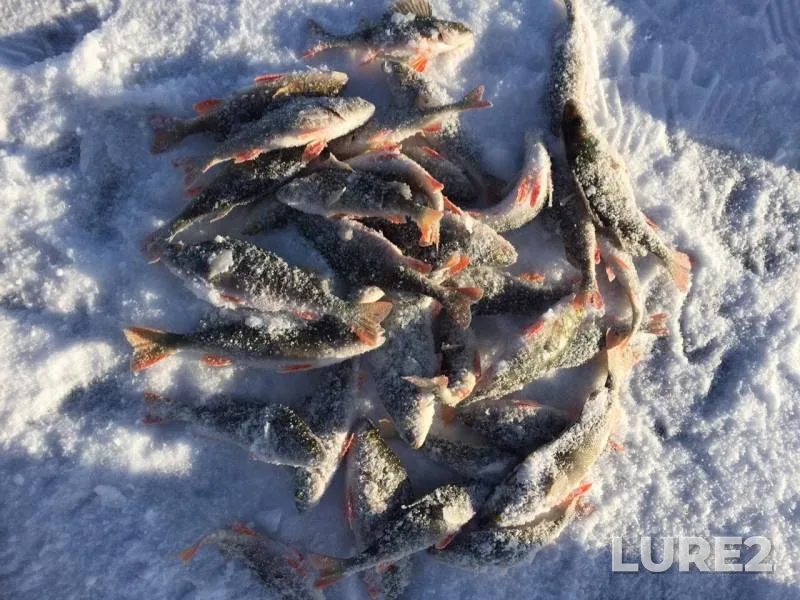 Perch — Shershnyovskoye, Nov 27, 2019