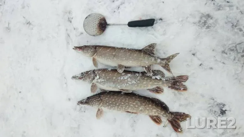 Pike — Mayskaya, Nov 30, 2018