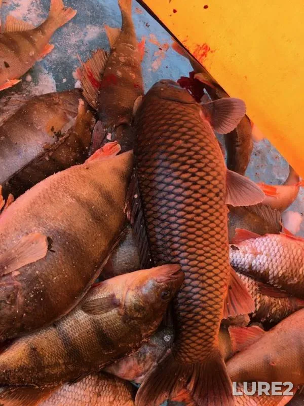 Perch — Baykal, Dec 23, 2018