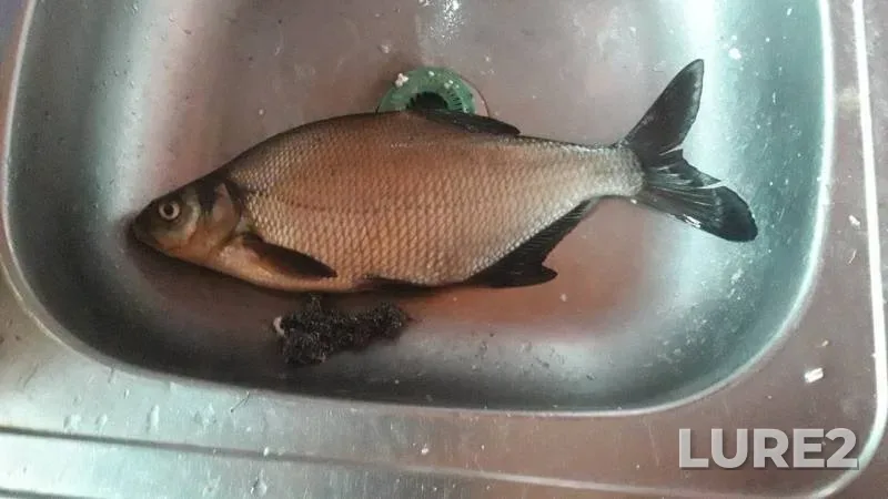 Bream — Lovats, Apr 26, 2019