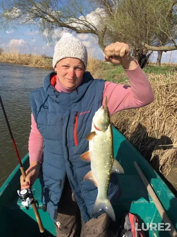 Asp, Bream — Astrakhanskaya oblast, Kamyzyakskiy rayon, May 03, 2019