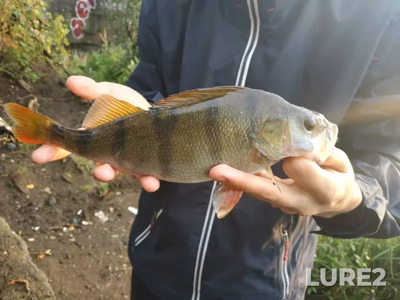 Perch — Moskva, Aug 03, 2019