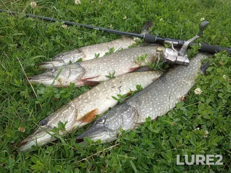 Pike — Ugra, Jul 23, 2019