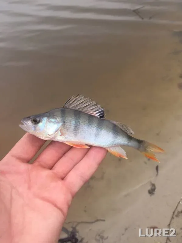 Perch — Zemsnaryad, Jul 23, 2019