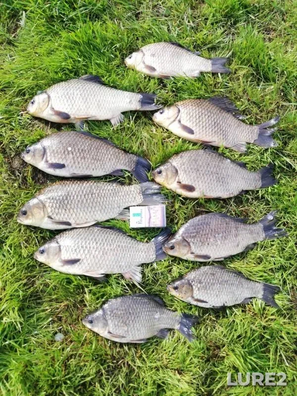 Crucian carp — Brestskaya oblast, Baranovichskiy rayon, May 21, 2019