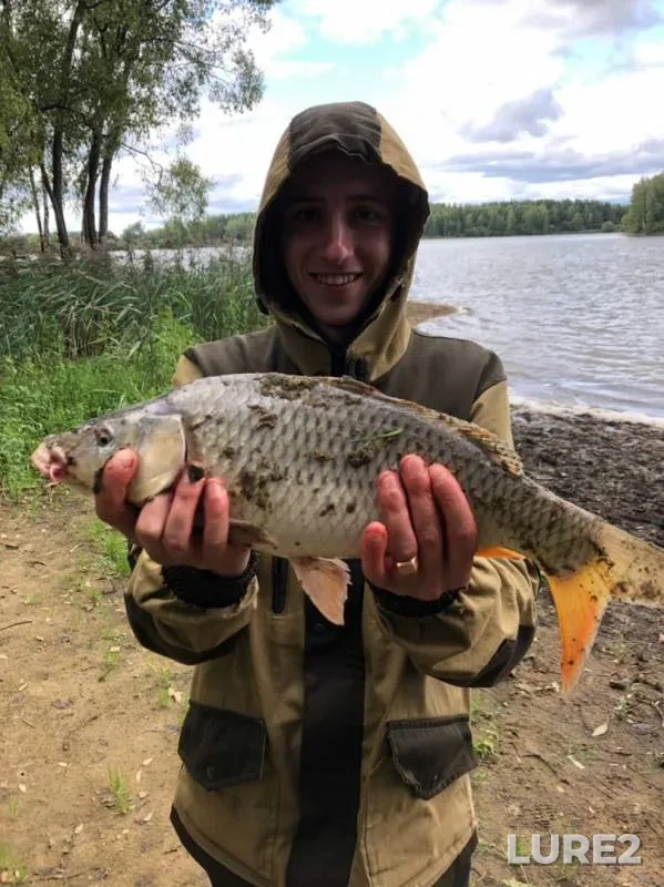 Carp — Rybkhoz "Tsna" nagulnyy prud №6, Sep 01, 2019