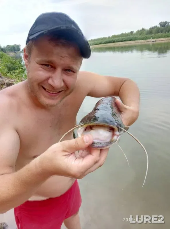 Wels catfish — Akhtuba, Sep 03, 2019
