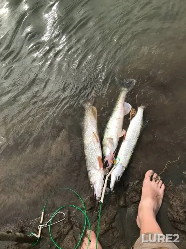 Pike, Zander — Ob, Sep 05, 2019