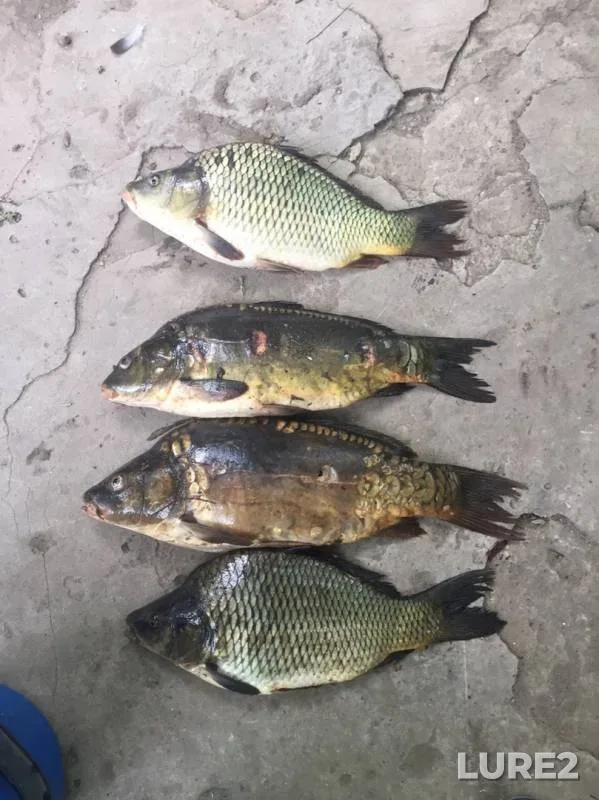 Carp — Don, Sep 24, 2019