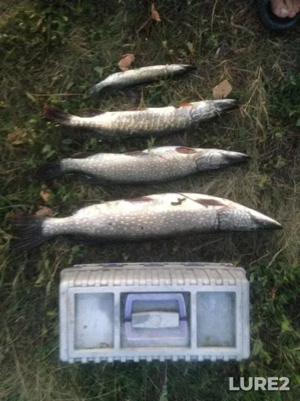 Pike — Zhayyқ - Ural, Sep 27, 2019