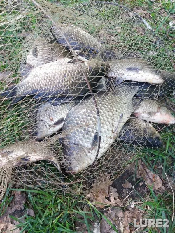 Crucian carp — Myshanka, May 19, 2019