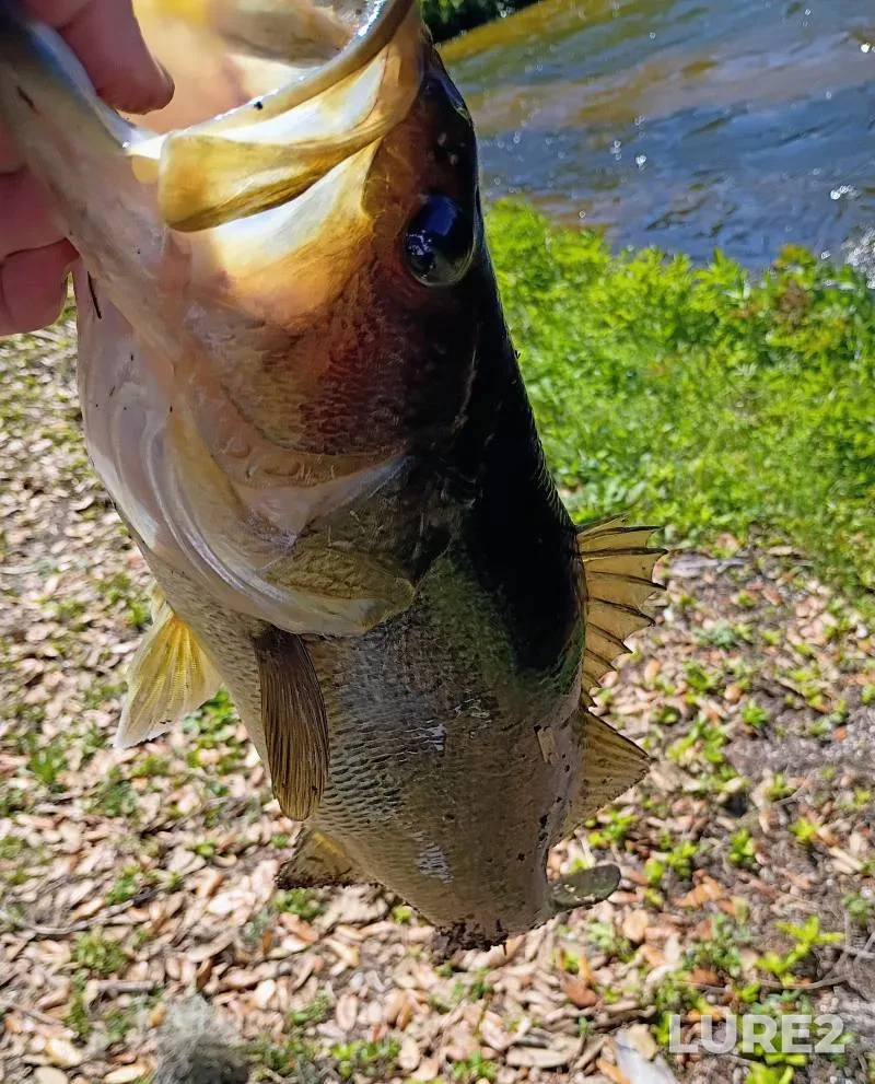 Largemouth bass — Florida, Volusia County, Apr 24, 2018