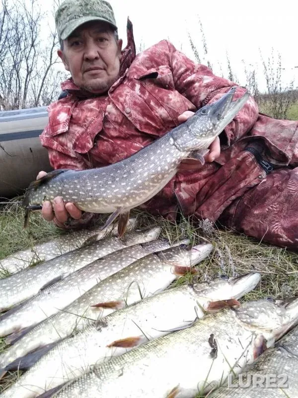 Pike — Malyy Kinel, Nov 08, 2019