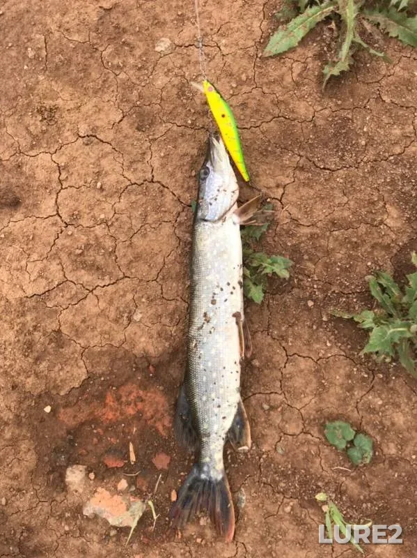 Pike — Kumyonka, Nov 17, 2019