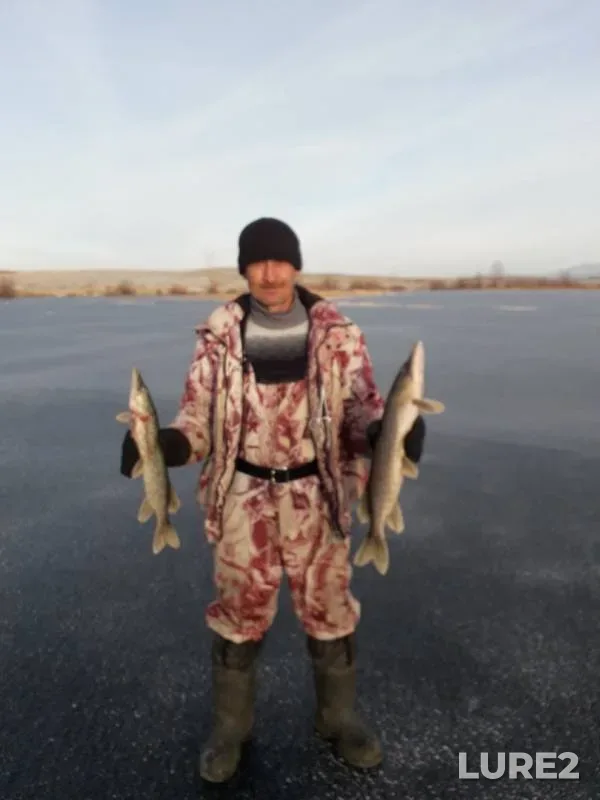 Pike, Roach — Tanalyk, Nov 18, 2019