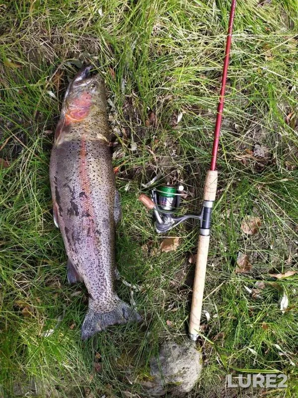 Pike — protoka Domashnyaya, Sep 19, 2019