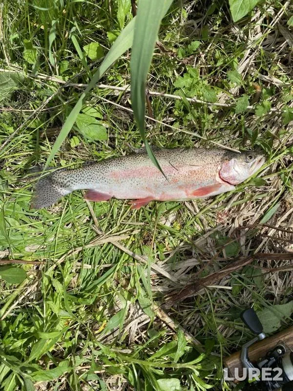 Rainbow trout — Middle Fork Whitewater River, Apr 24, 2018